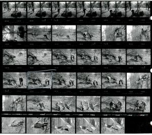 Contact Sheet 1971 by James Ravilious