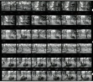 Contact Sheet 1972 by James Ravilious