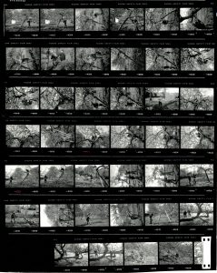 Contact Sheet 2159 by James Ravilious