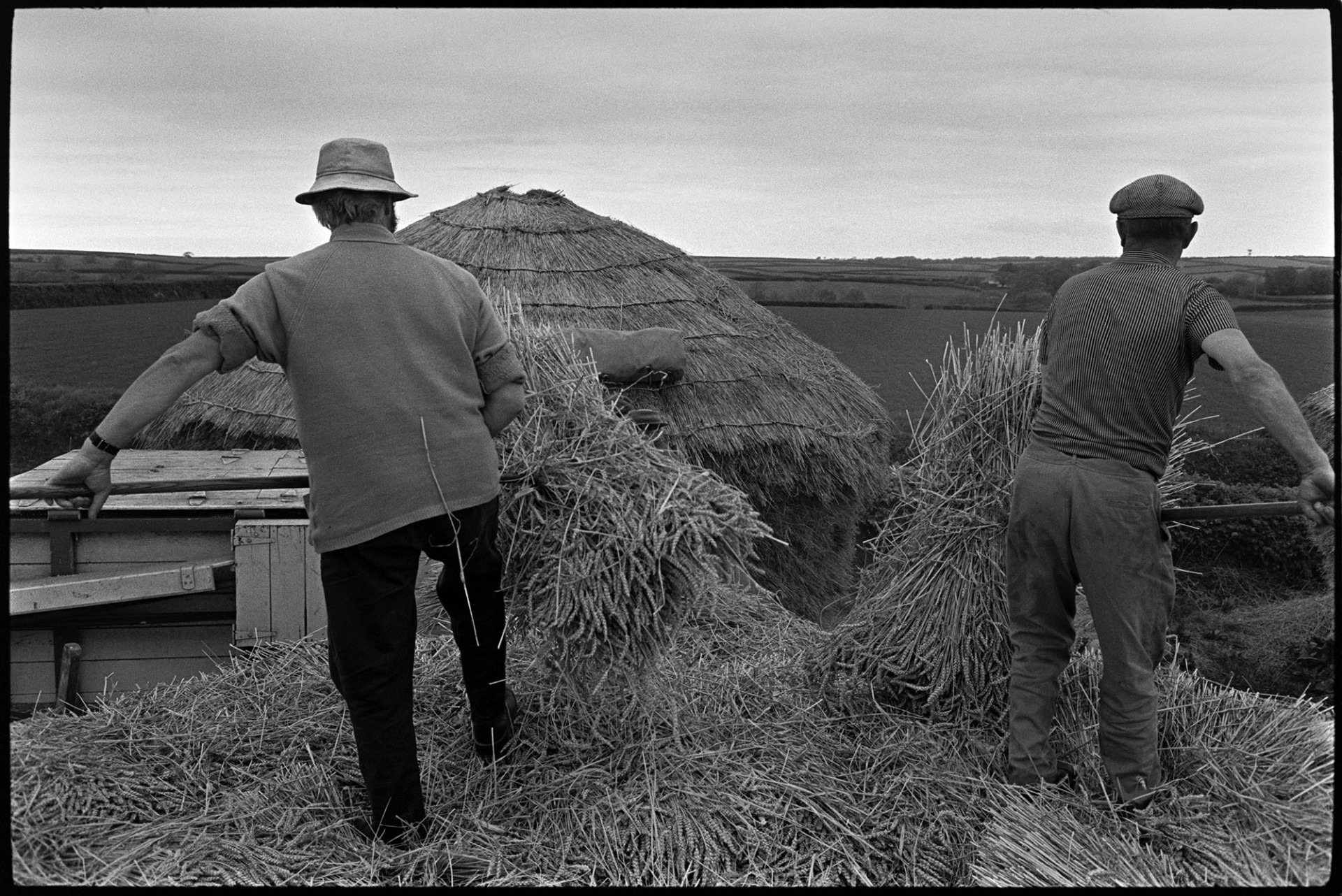 Reed combing, men working, ricks, tractors, etc. <br />
[Two men dismantling a wheat rick. They are stood on top of the rick with bundles of reed on pitchforks which they are passing to men on the reed comber. The top of a reed comber can be seen and another thatched wheat rick is in the background.]