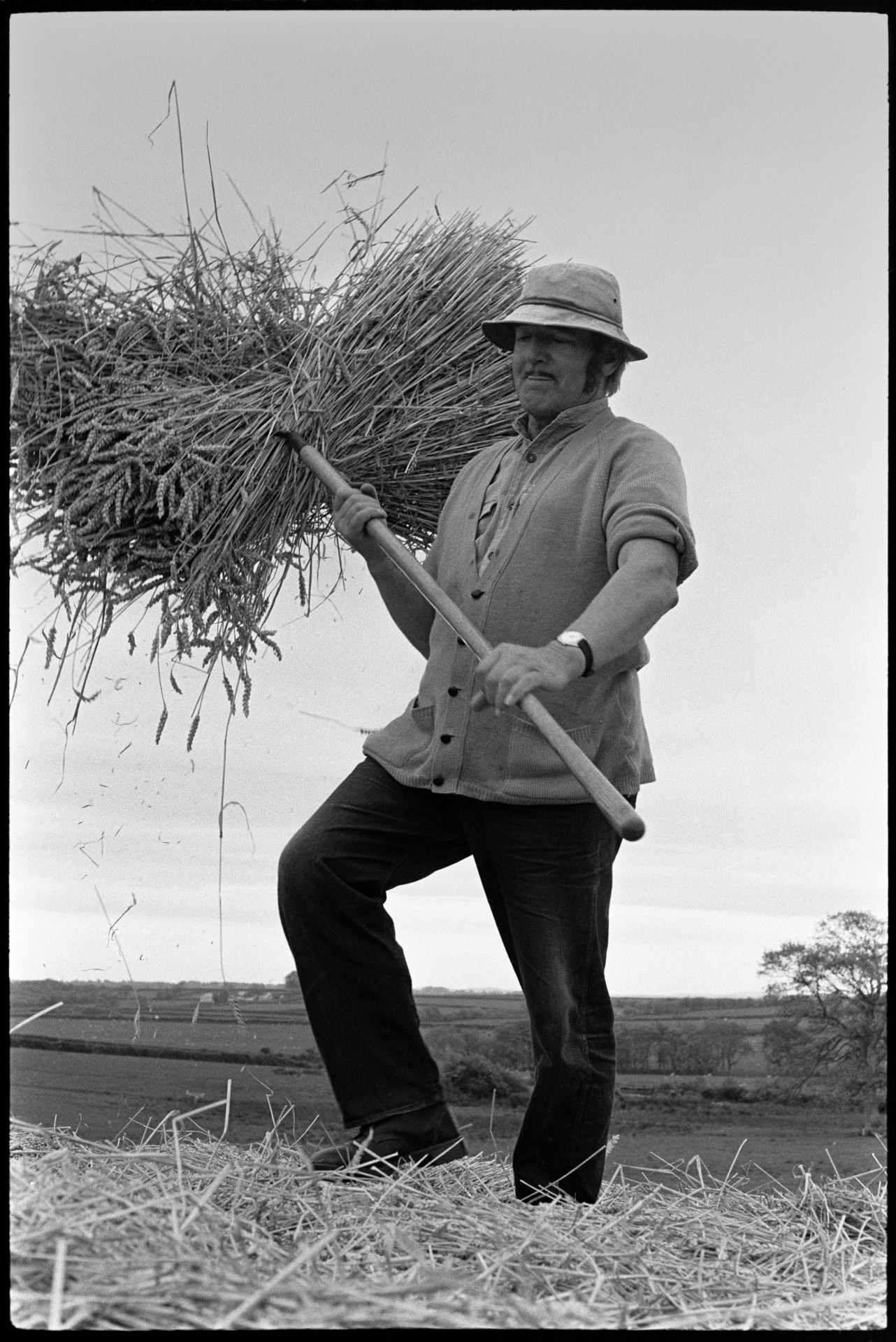 Reed combing, men working, ricks, tractors, etc. <br />
[A man stood on top of a wheat rick holding a bundle of reed with a pitchfork.]