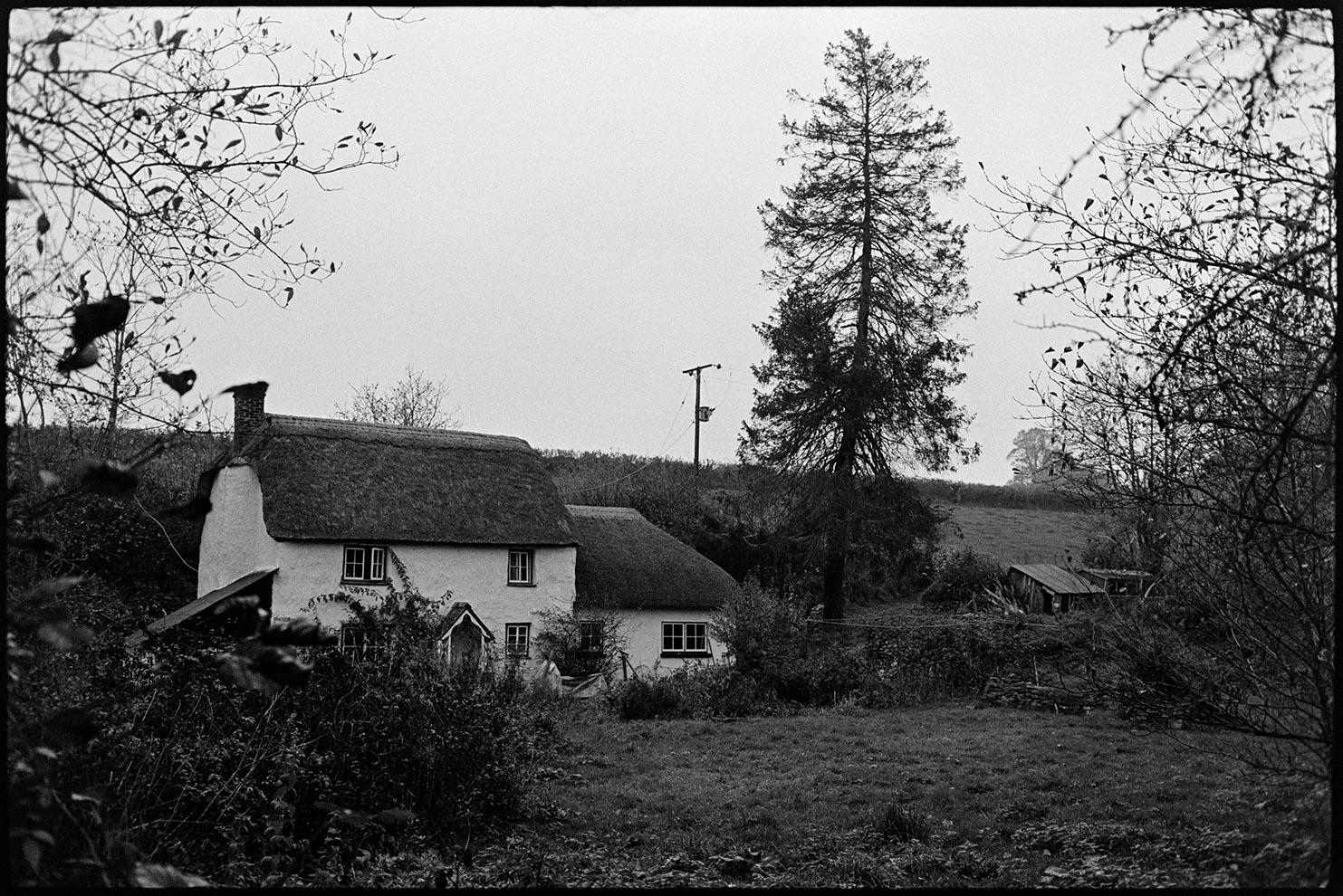 Tree being felled. <br />
[A tree by a thatched cottage before it was felled at Addisford in Dolton. The cottage was the home of James Ravilious and this photogorah was taken after it had been enlarged to add a kitchen, bathrrom and darkroom.]