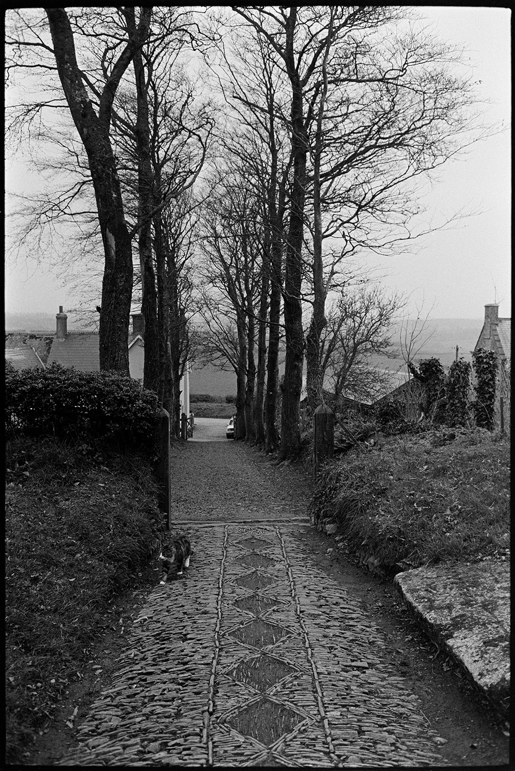 Cobbled church path. 
[A cat walking along the patterned cobbled path at Inwardleigh Church. Trees and houses are visible in the background.]