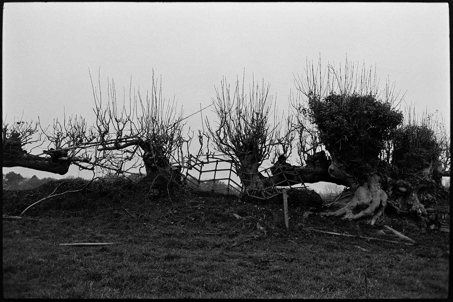 Cows coming in to farm to be milked.
[A hedge or field boundary containing pollarded trees and their roots at Woolridge, Dolton. A gap has been filled with a metal cattle pen.]
