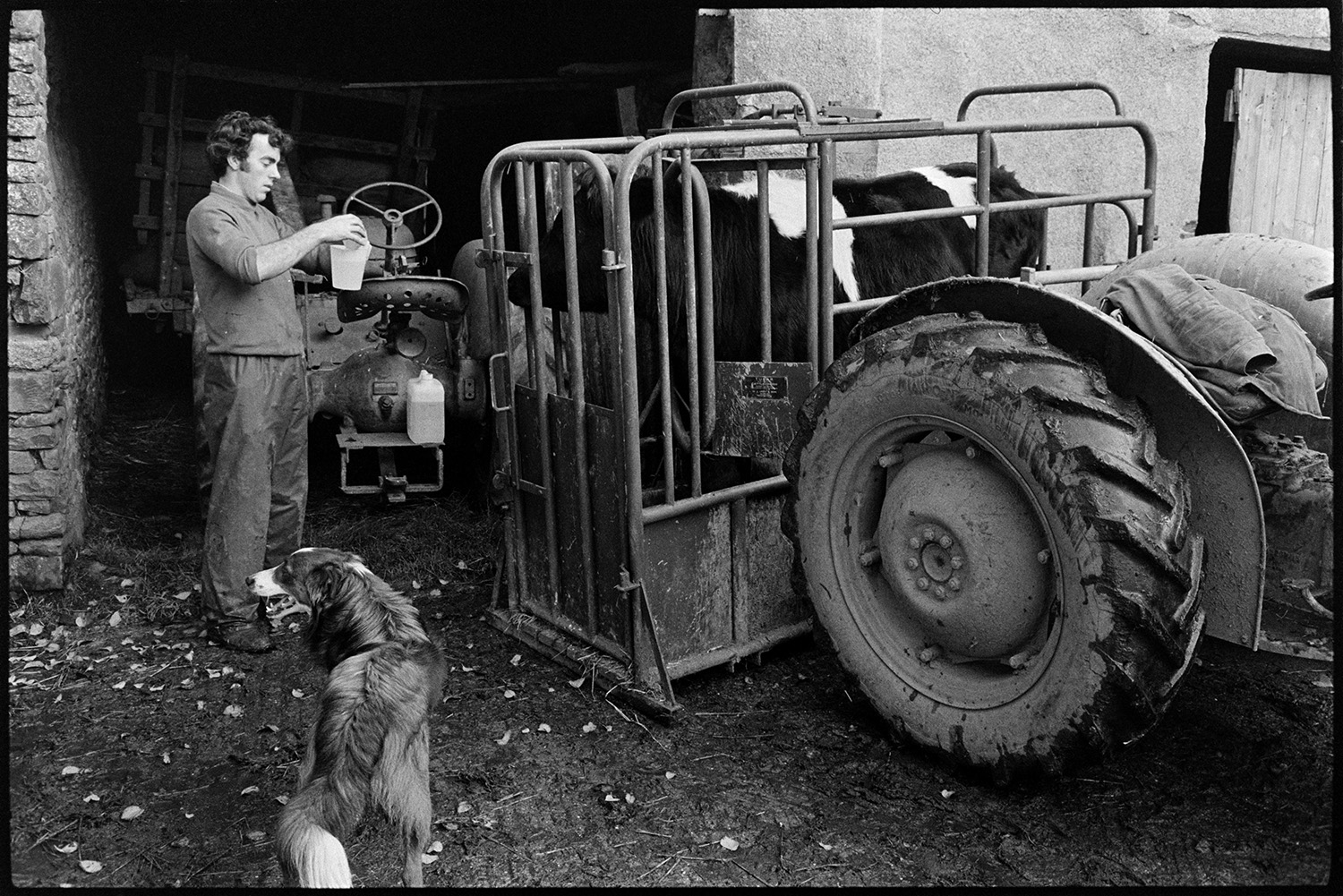 Cow being dowsed in crush.
[A cow standing in a cattle crush at the back of tractor in a farmyard while Graham Ward measures doses of medicine, at Parsonage Iddesleigh. A dog is in the foreground.]