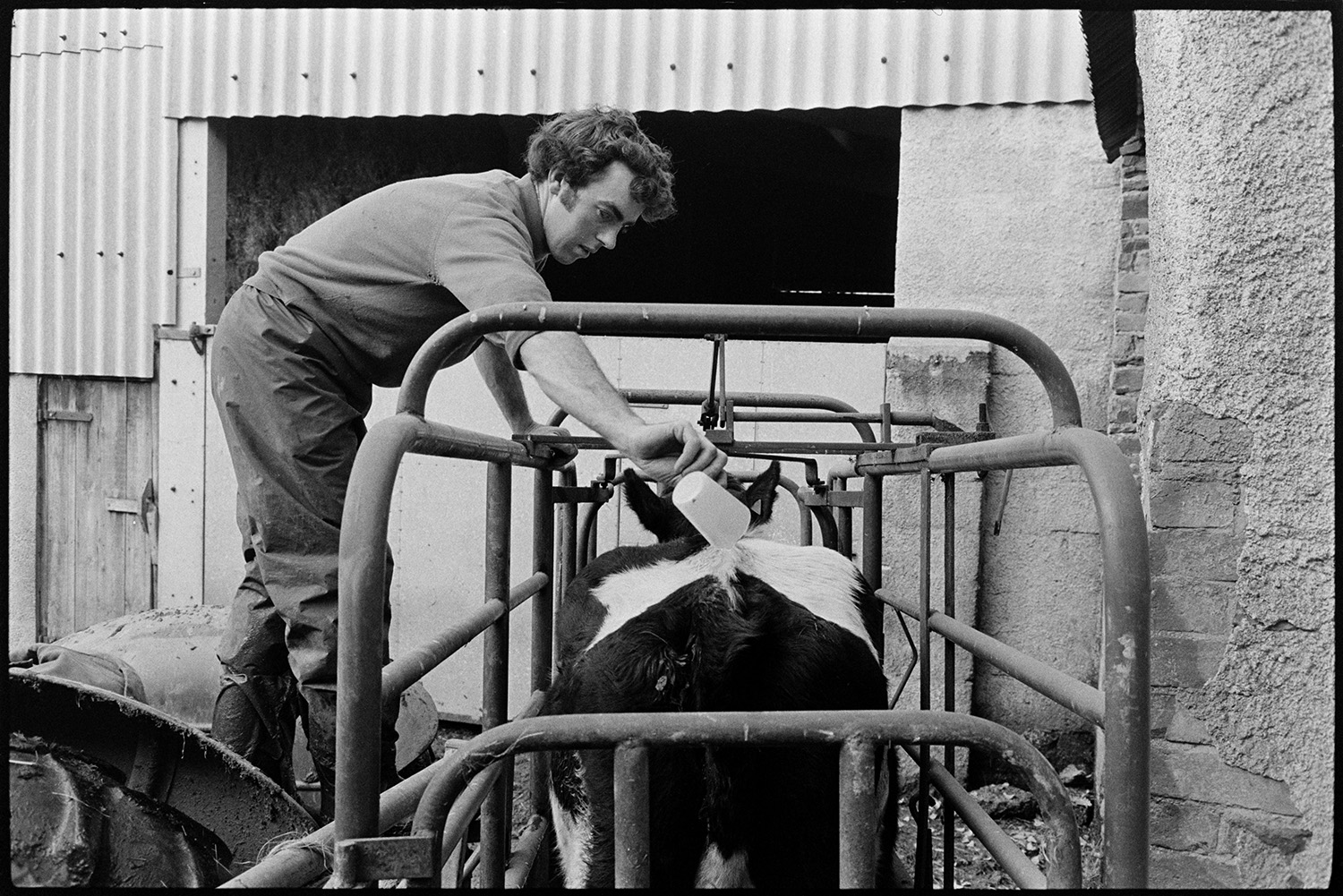 Cow being dowsed in crush.
[A cow standing in a cattle crush while Graham Ward pours liquid on its back. They are outside a corrugated iron barn at Parsonage, Iddesleigh.]