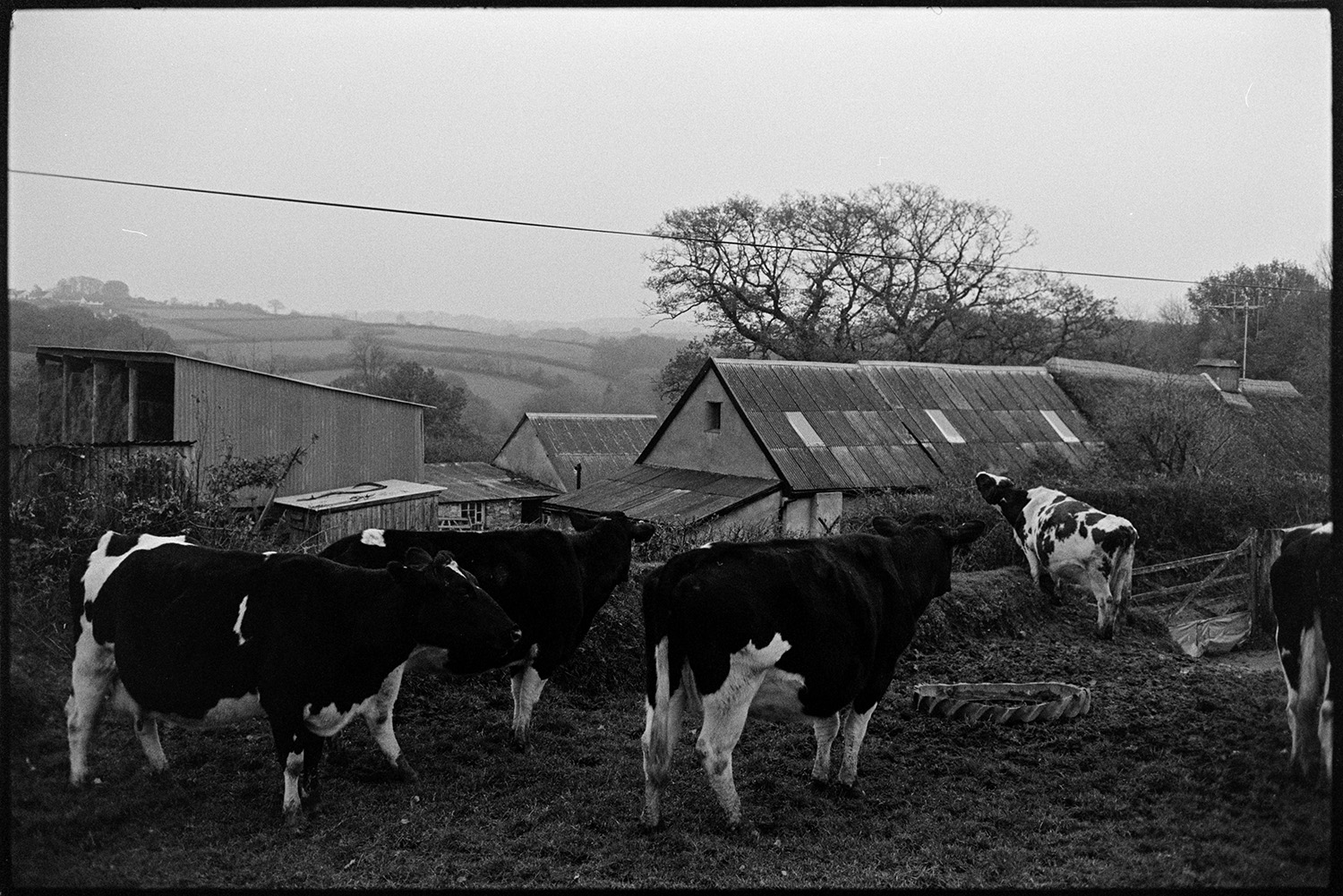 Cows coming in to farm to be milked.
[Cows standing in a field in front of group of farm buildings which include a building with a thatched roof and corrugated iron barns, at Woolridge, Dolton. The background shows surrounding fields.]