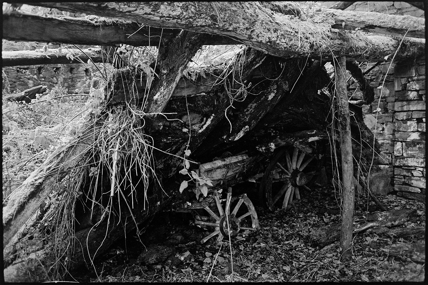 Barn collapsing on to old cart wooden wagon.<br />
[A wooden barn roof collapsing onto an old wooden wagon at Budds Mill, Dolton. The barn is overgrown.]