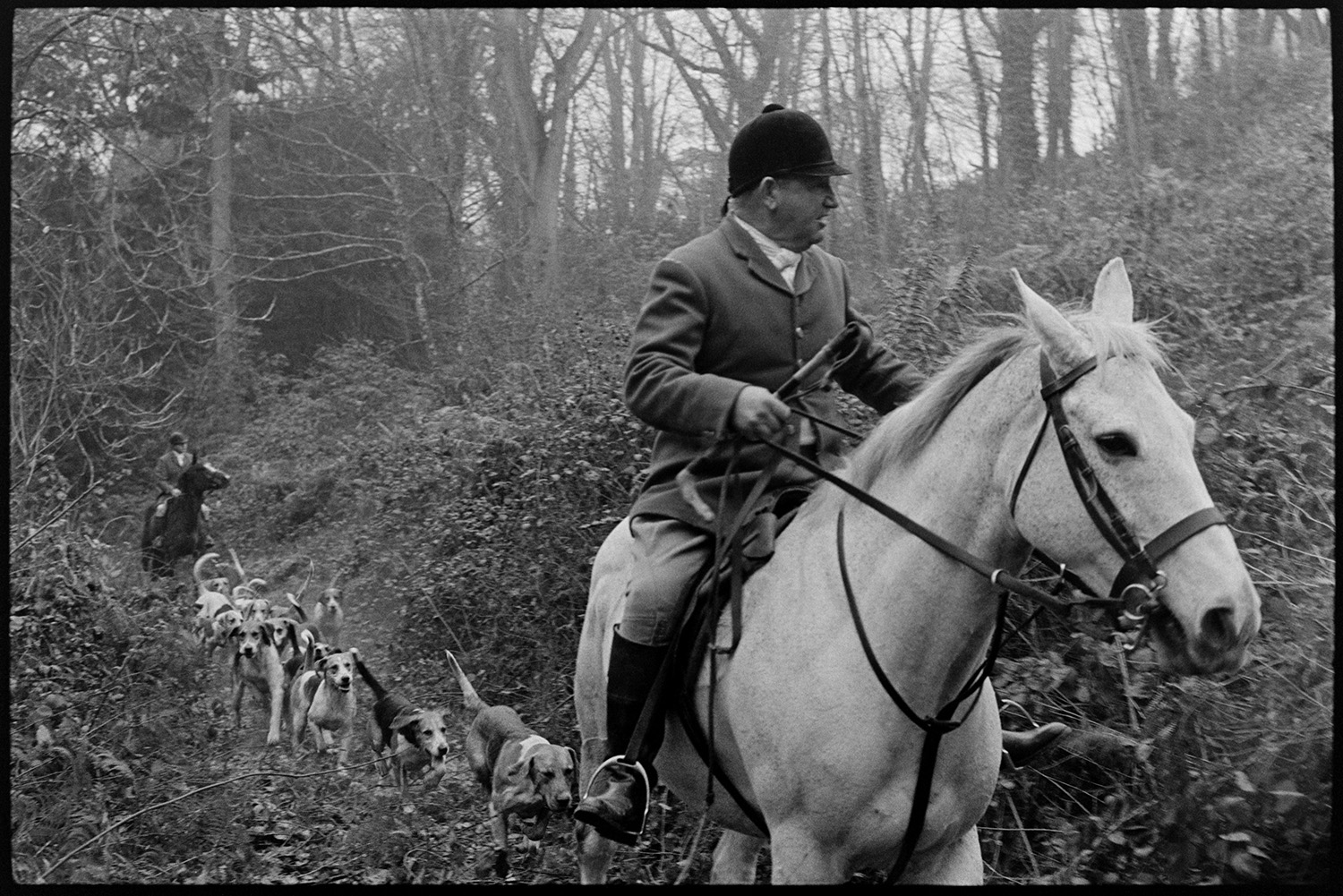 Hunt in wood with hounds.
[Les Grills, in the foreground, and another rider mounted on horses and dressed in hunting clothes, riding on a track through a wood at Halsdon, Dolton. A pack of hounds is between the two riders.]
