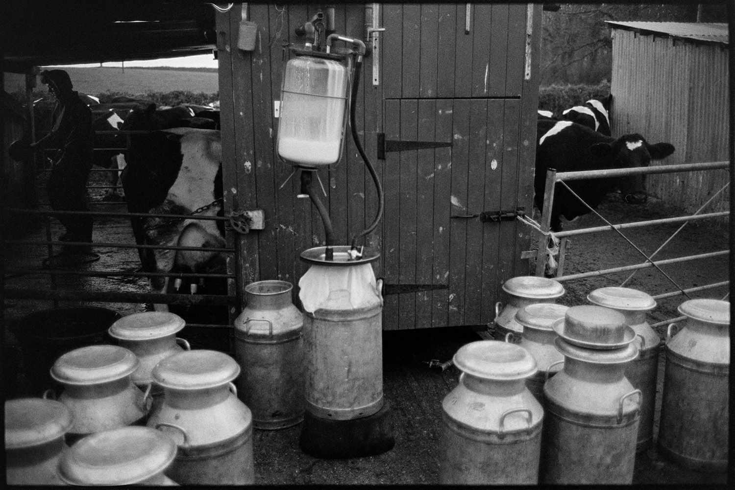 Milk churns being automatically filled from a milking system mounted on the back of the milking shed at Parsonage Farm, Iddesleigh. Cows are being milked in the shed in the background.