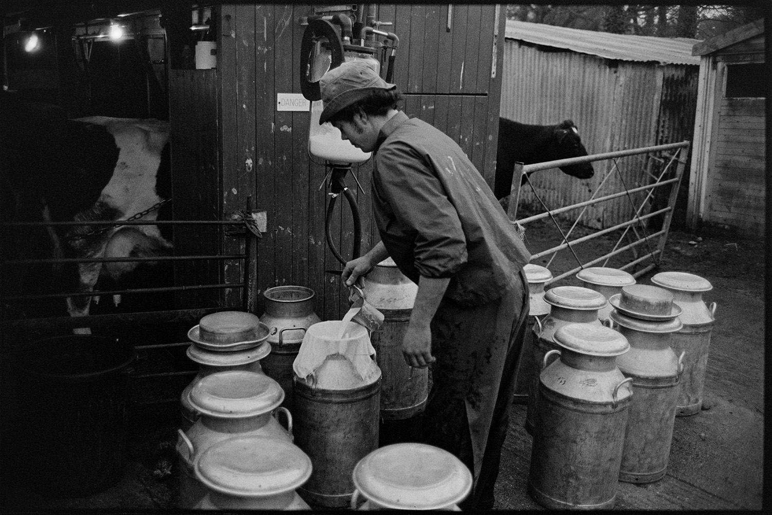 A man, possibly David Ward or Graham Ward, pouring milk from a metal jug through a cloth filter into a milk churn outside the milking shed at Parsonage Farm, Iddesleigh. Cows are being milked inside the shed.