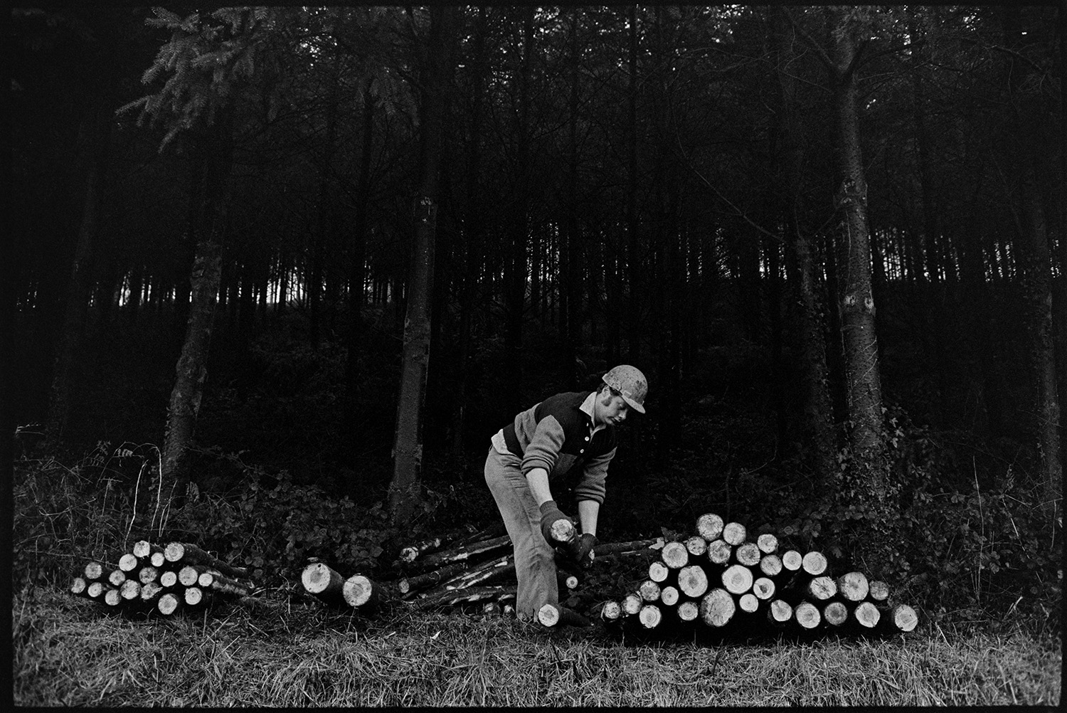 Man piling logs at edge of fir forest plantation. 
[A man piling up sawn logs at the edge of a fir forest at Balls Farm, Beaford.]