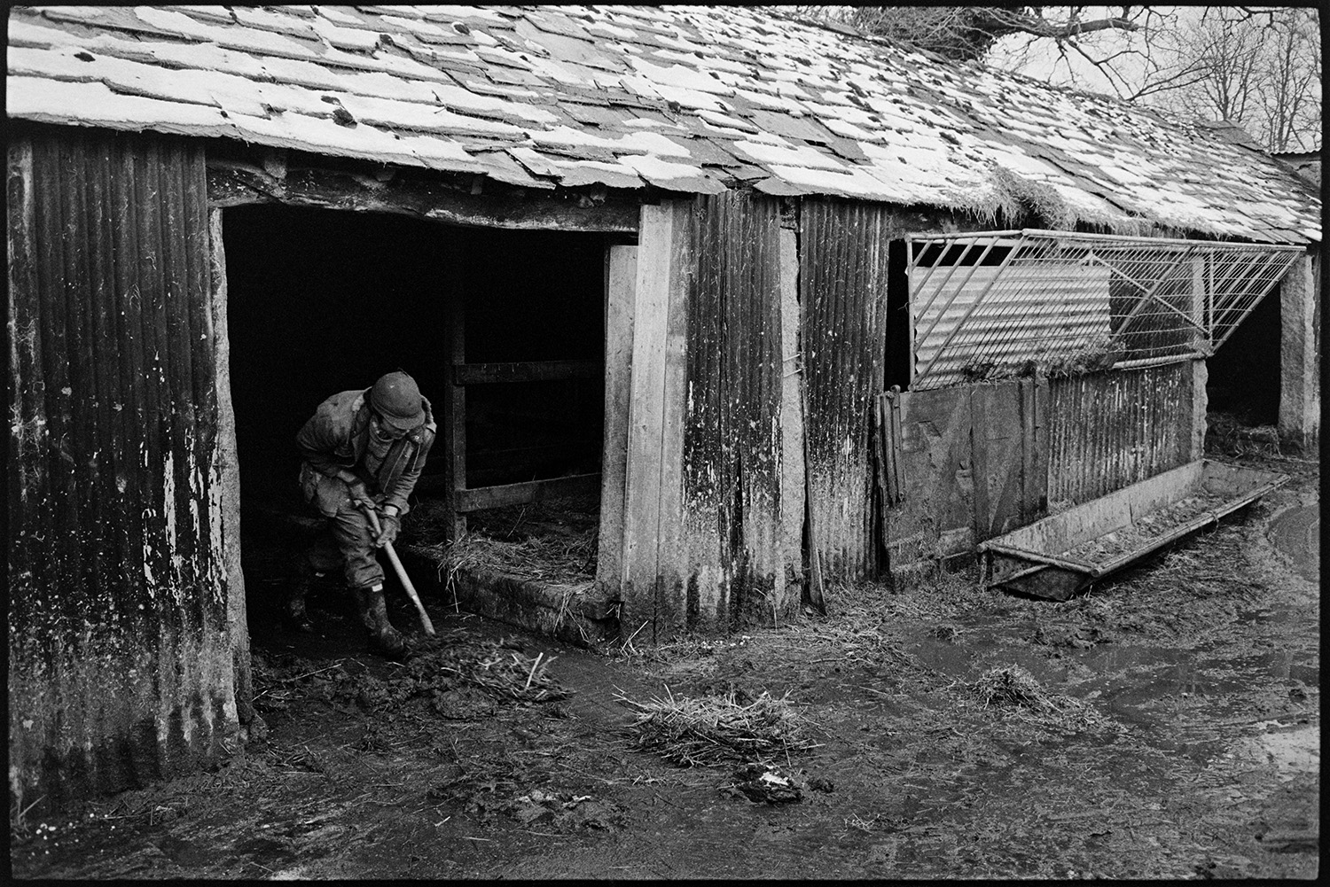 A man mucking out a corrugated iron barn at Hatherleigh. A trough and hay rack can be seen outside the barn. This was possibly the site of a new supermarket.
