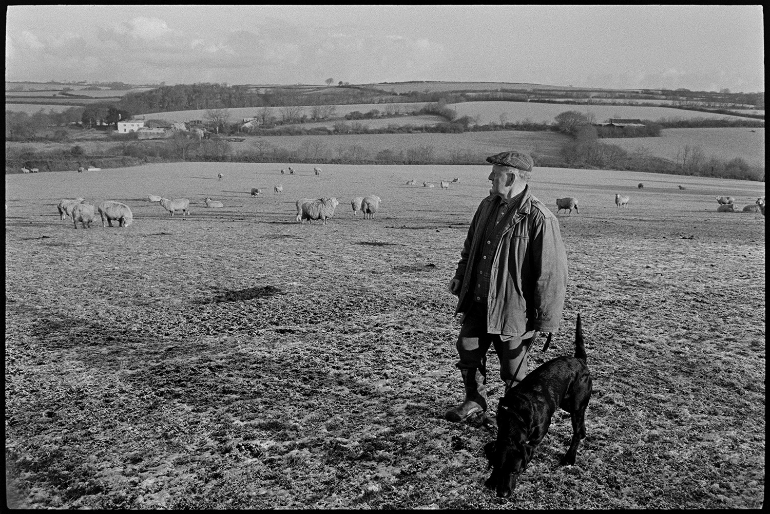 Farmer checking sheep in snow.
[Bob Friend, with a dog on a lead, checking sheep in a field at Cawseys, Roborough. The field has a light covering of snow, and a view of surrounding fields and hedges in the background.]