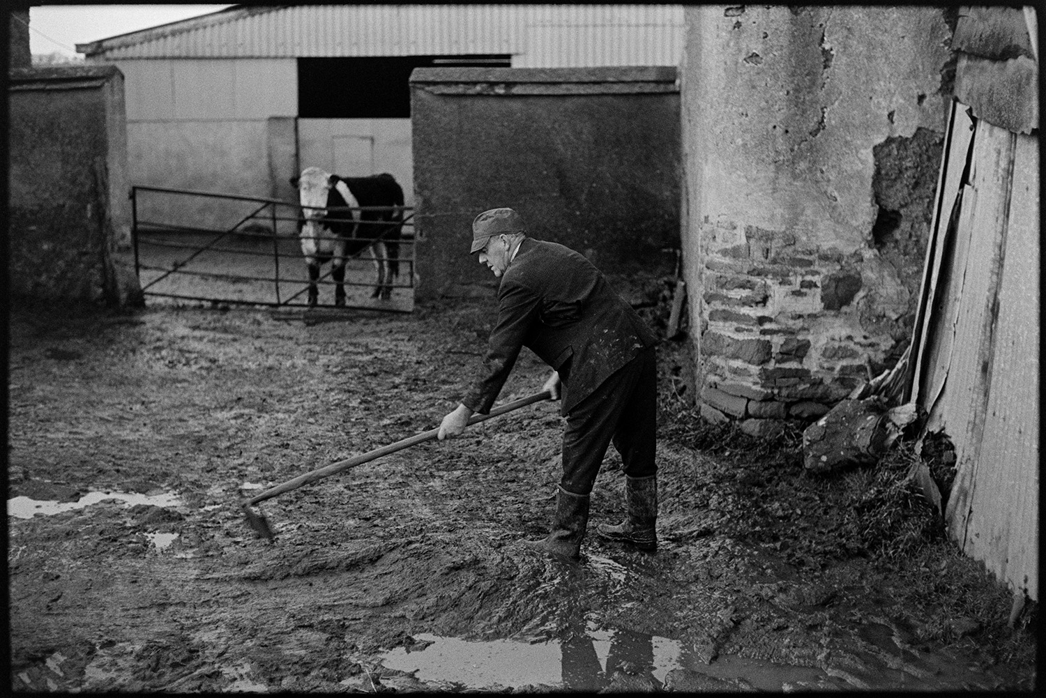 Farmer mucking out yard with scraper and broom. 
[John Ward mucking out a farmyard with a scraper at Parsonage Farm in Iddesleigh. A cow is watching him over a gate and a barn is visible in the background.]