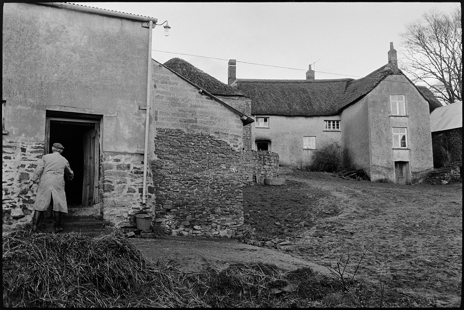 Farmyard with cows, farmhouse. 
[Reg Chamings by a barn doorway at Bridgetown Farm near Iddesleigh. The thatched farmhouse is visible in the background.]