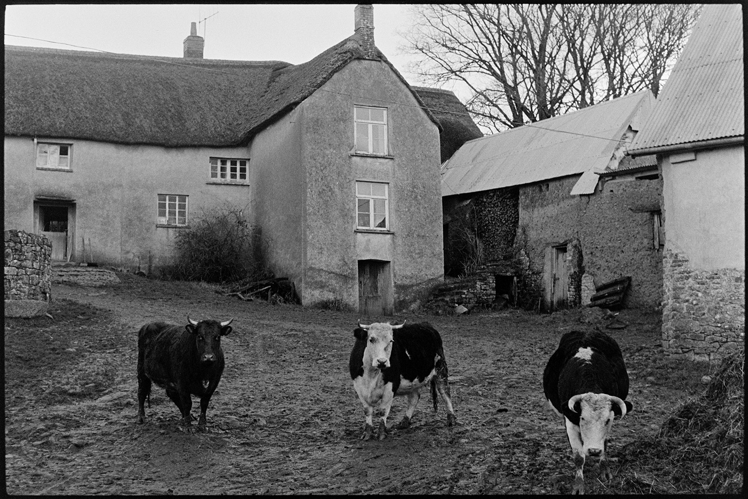 Farmyard with cows, farmhouse. 
[Three horned cattle in the muddy farmyard at Bridgetown Farm near Iddesleigh. Barns with corrugated iron roofs and the thatched farmhouse are visible in the background.]