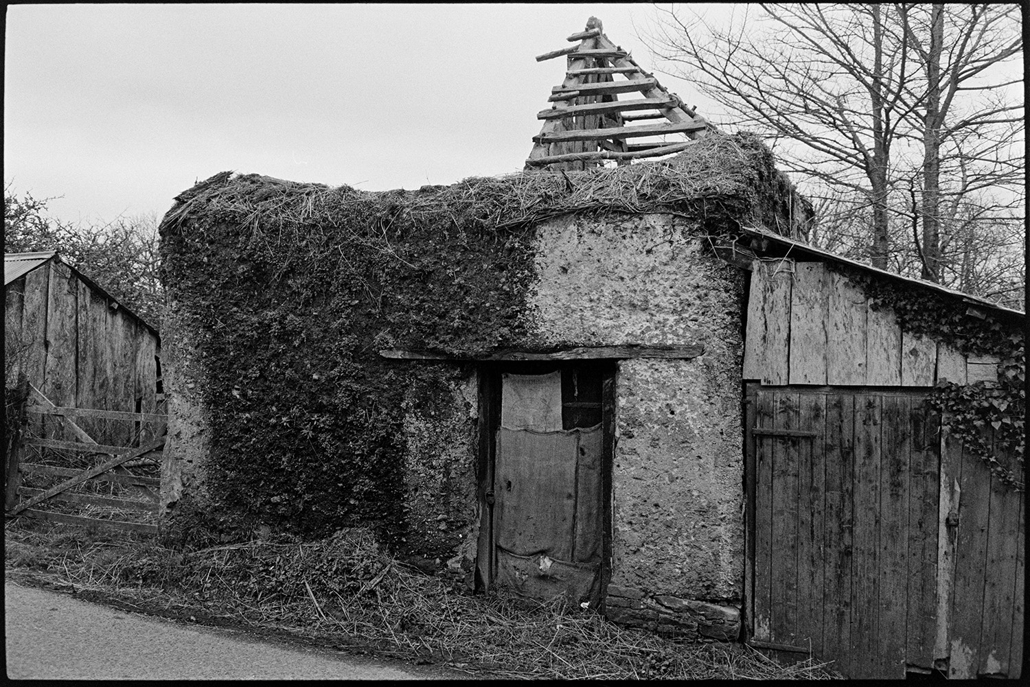 Roofless cob barn decaying detail of cob. 
[An overgrown ruined cob barn with exposed roof timbers near Ash, Monkokehampton. The doorway is covered with sacking.]