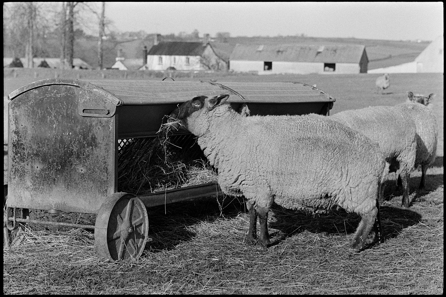 Sheep in field. <br />
[Sheep eating from a hay rack in a field at Parsonage, Iddesleigh. Farm buildings are visible in the background.]
