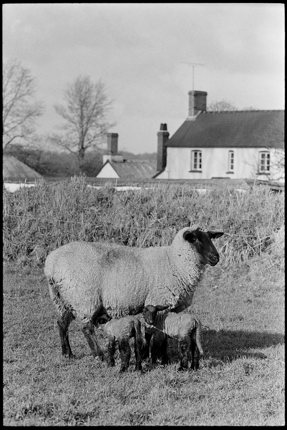 Sheep in field. 
[A ewe and suckling lambs in a field at Parsonage, Iddesleigh. Farm buildings are visible in the background.]
