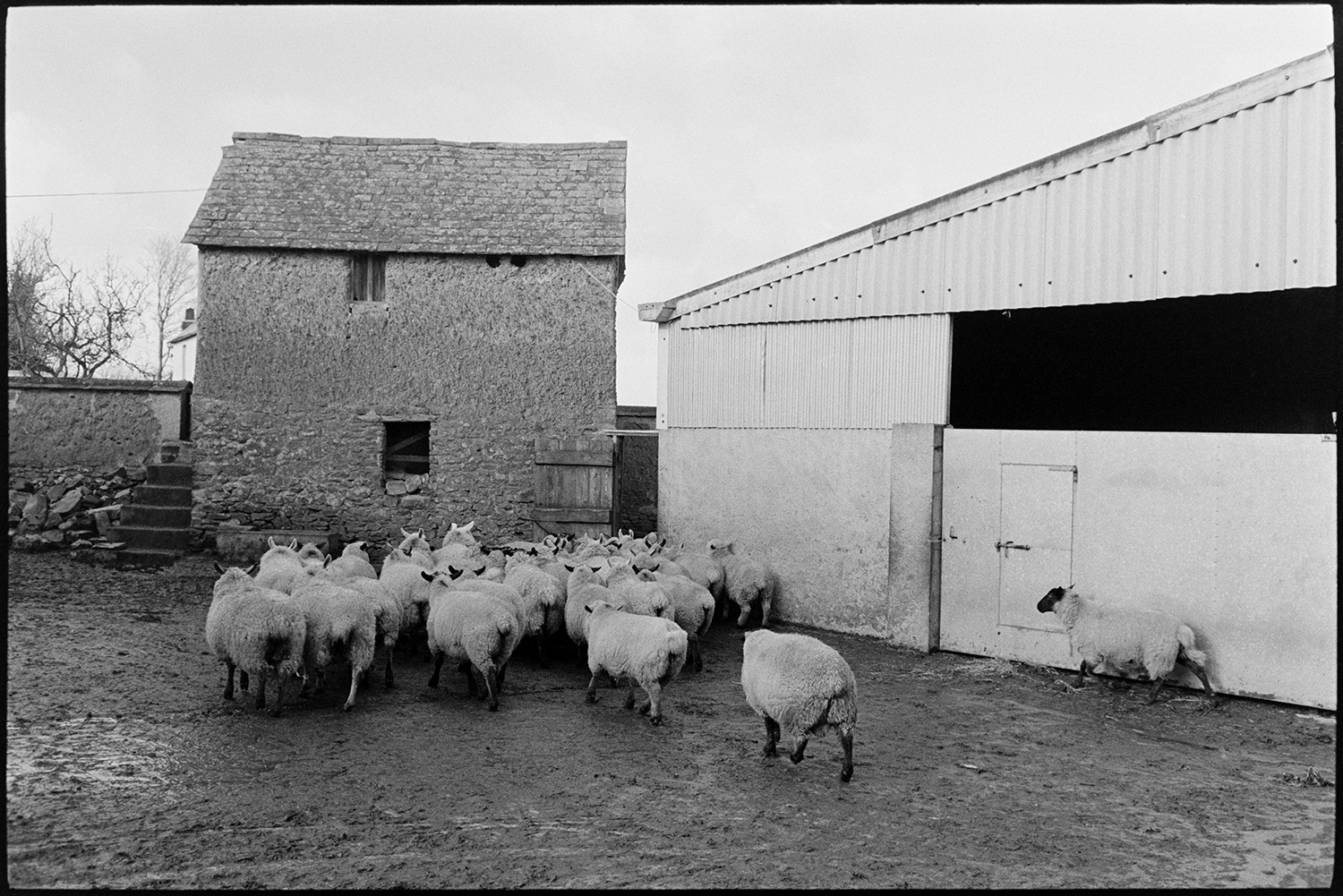 Sheep in farmyard, barn cob and tiled roof. 
[A flock of sheep walking through the farmyard at Parsonage, Iddesleigh. They are passing a corrugated iron barn and a stone, cob and tiled barn with steps.]