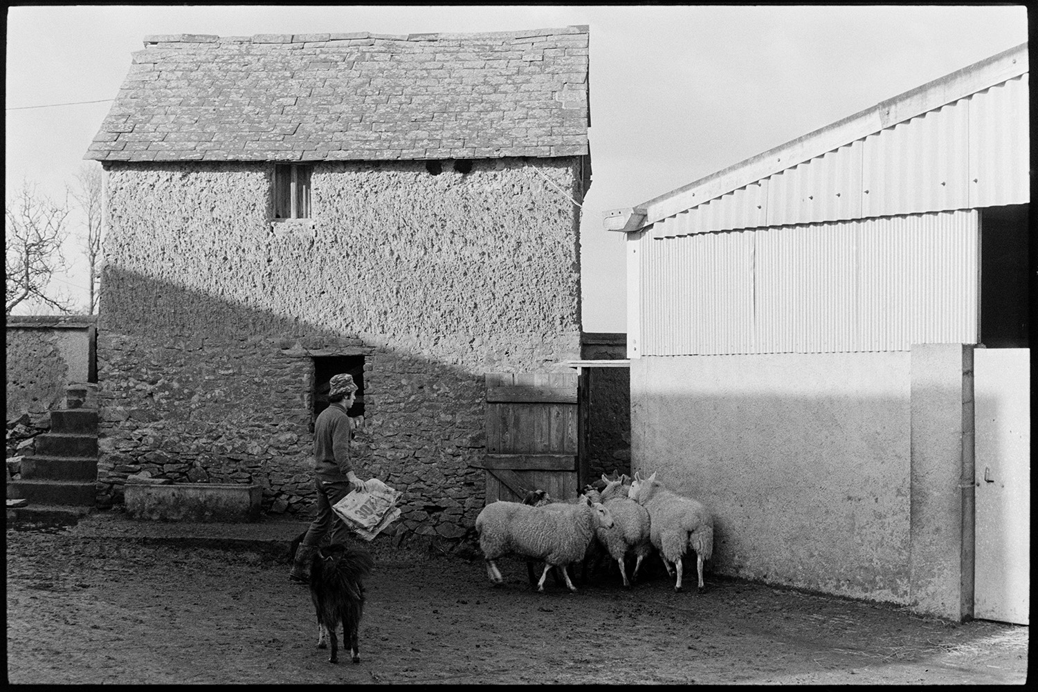 Sheep in farmyard, barn cob and tiled roof. 
[A man herding sheep through a wooden gateway between a corrugated iron barn and a stone, cob and tiled barn with steps, in the farmyard at Parsonage, Iddesleigh.]