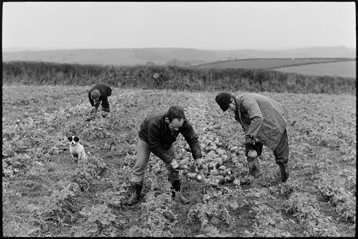 Men lifting swedes. <br />
[Three men harvesting swedes in a field at Beaford. A dog is with them.]