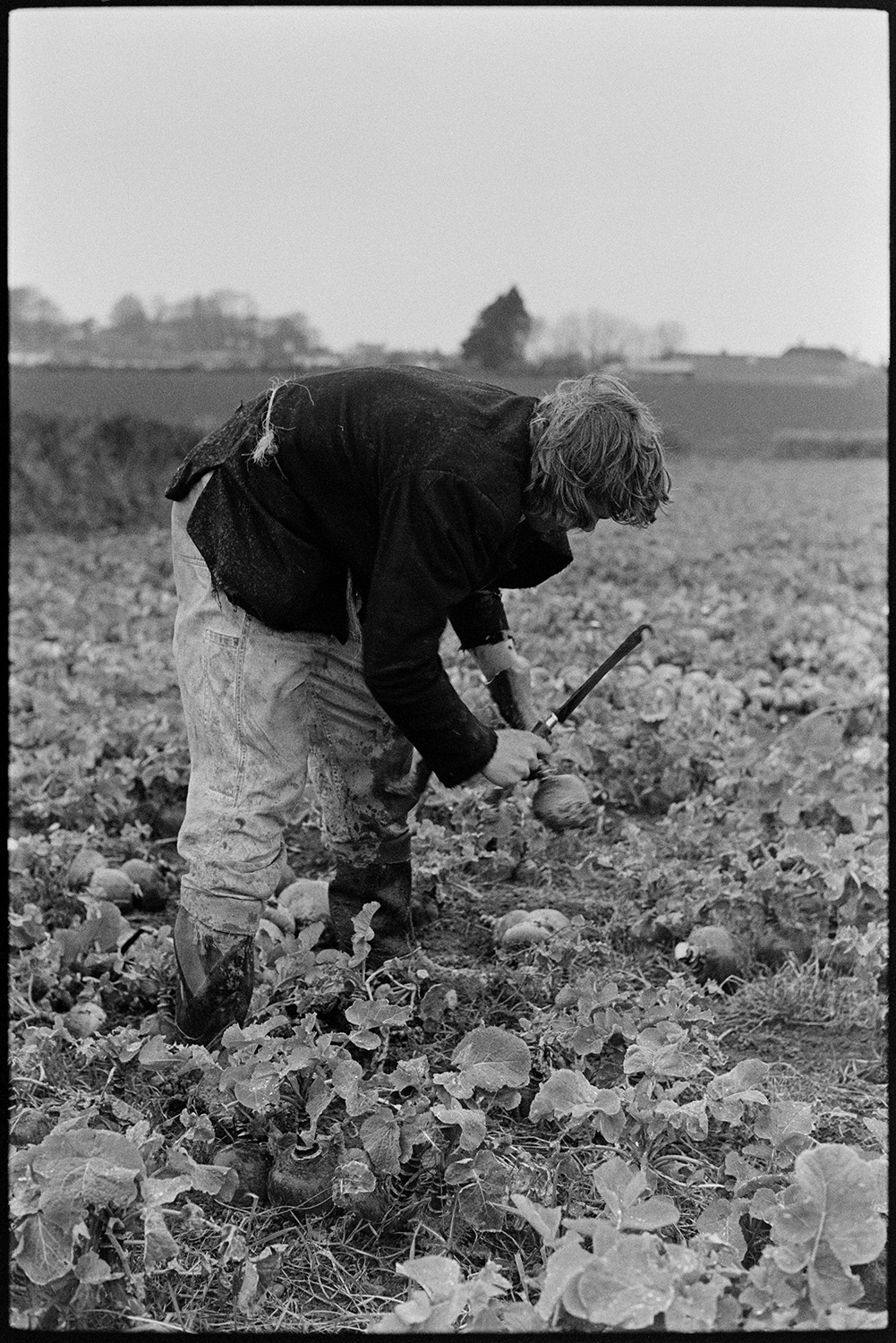 Men lifting swedes. 
[A man harvesting swedes using a bill hook in a field at Beaford.]