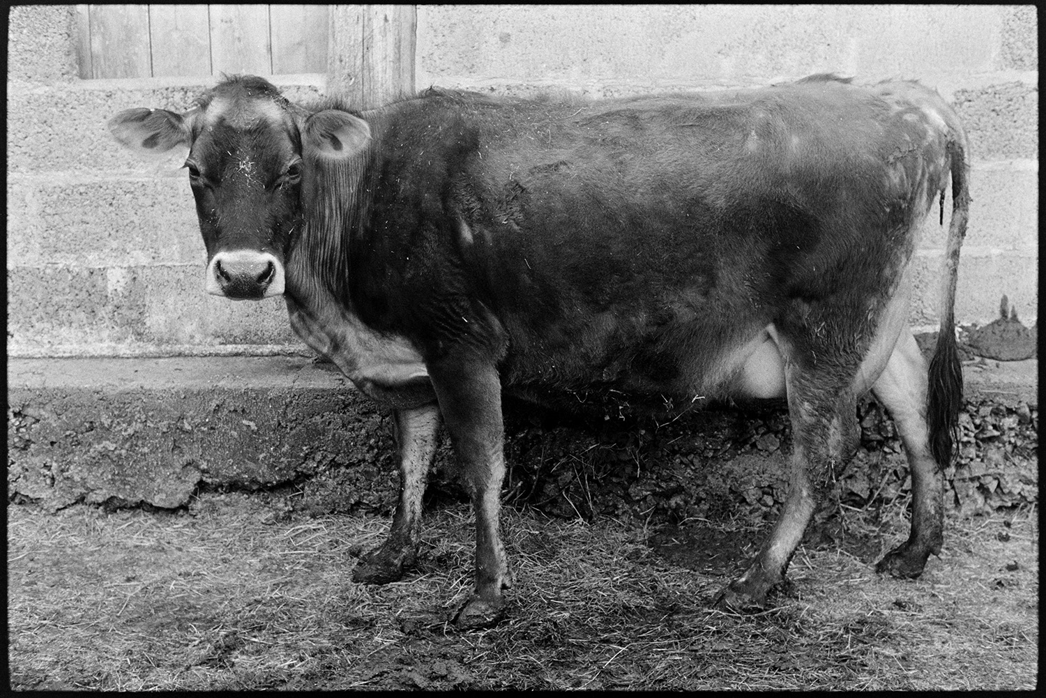 Cows Jersey Friesian. 
[A jersey cow stood by a barn at Nethercott, Iddesleigh.]
