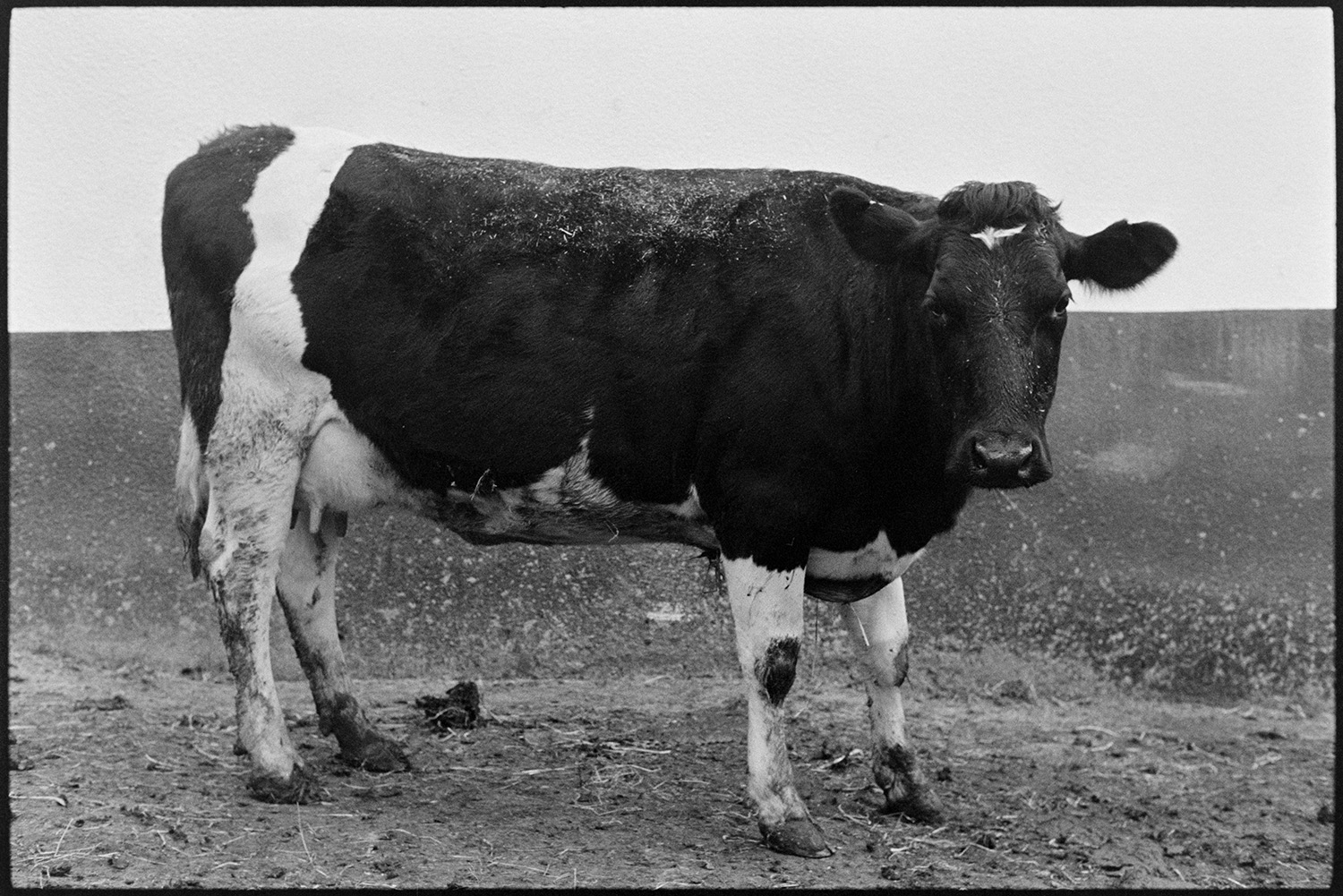 Cows Jersey Friesian. 
[A Friesian cow stood in a farmyard at Nethercott, Iddesleigh]