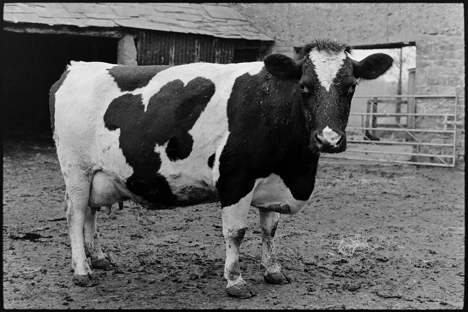 Cows Jersey Friesian. 
[A Friesian cow stood in a muddy farmyard at Nethercott, Iddesleigh. Farm buildings can be seen in the background.]