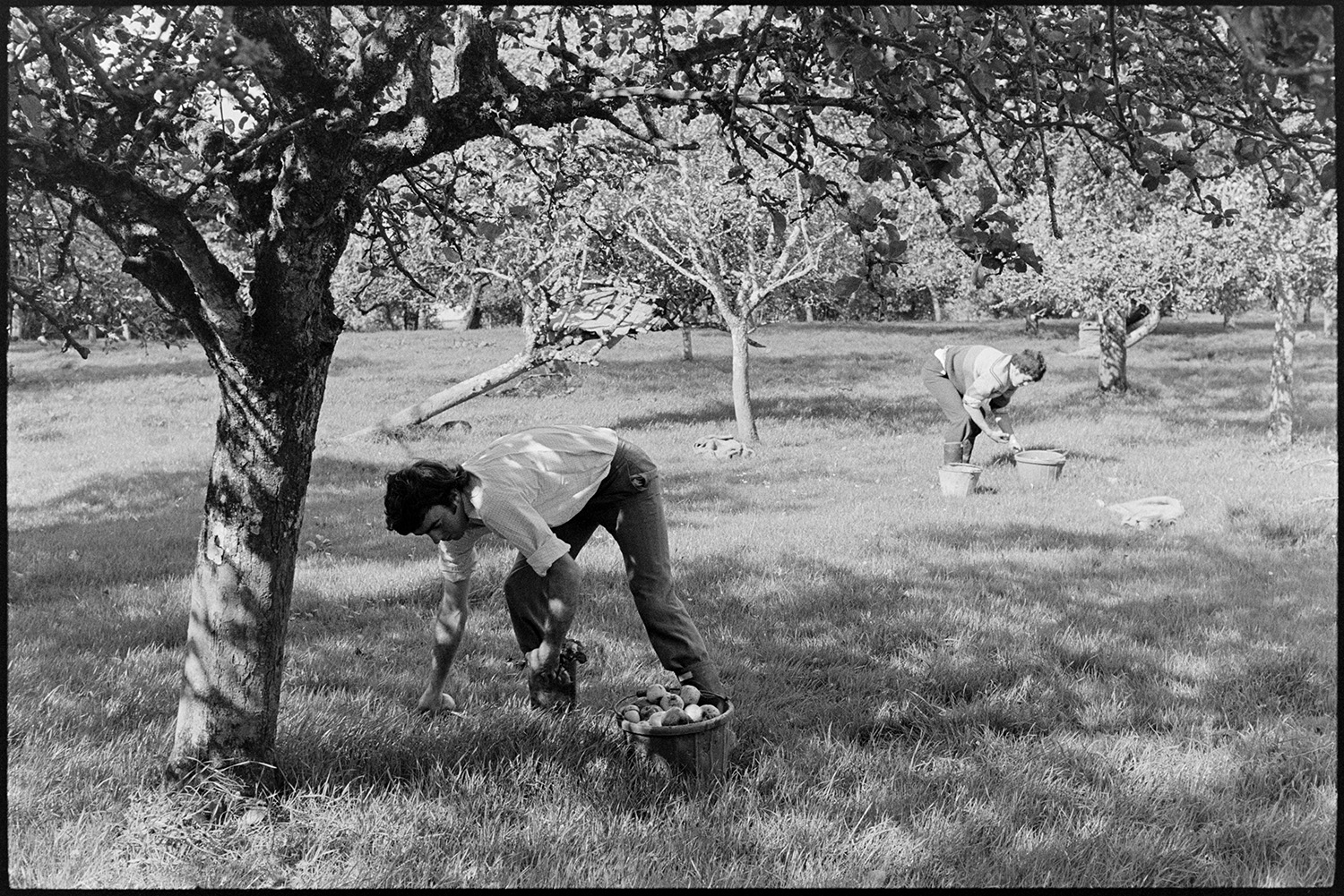 Men picking cider apples. 
[Graham Ward and David Ward picking fallen apples off the ground in a cider orchard at Parsonage, Iddesleigh. They are filling buckets with apples.]