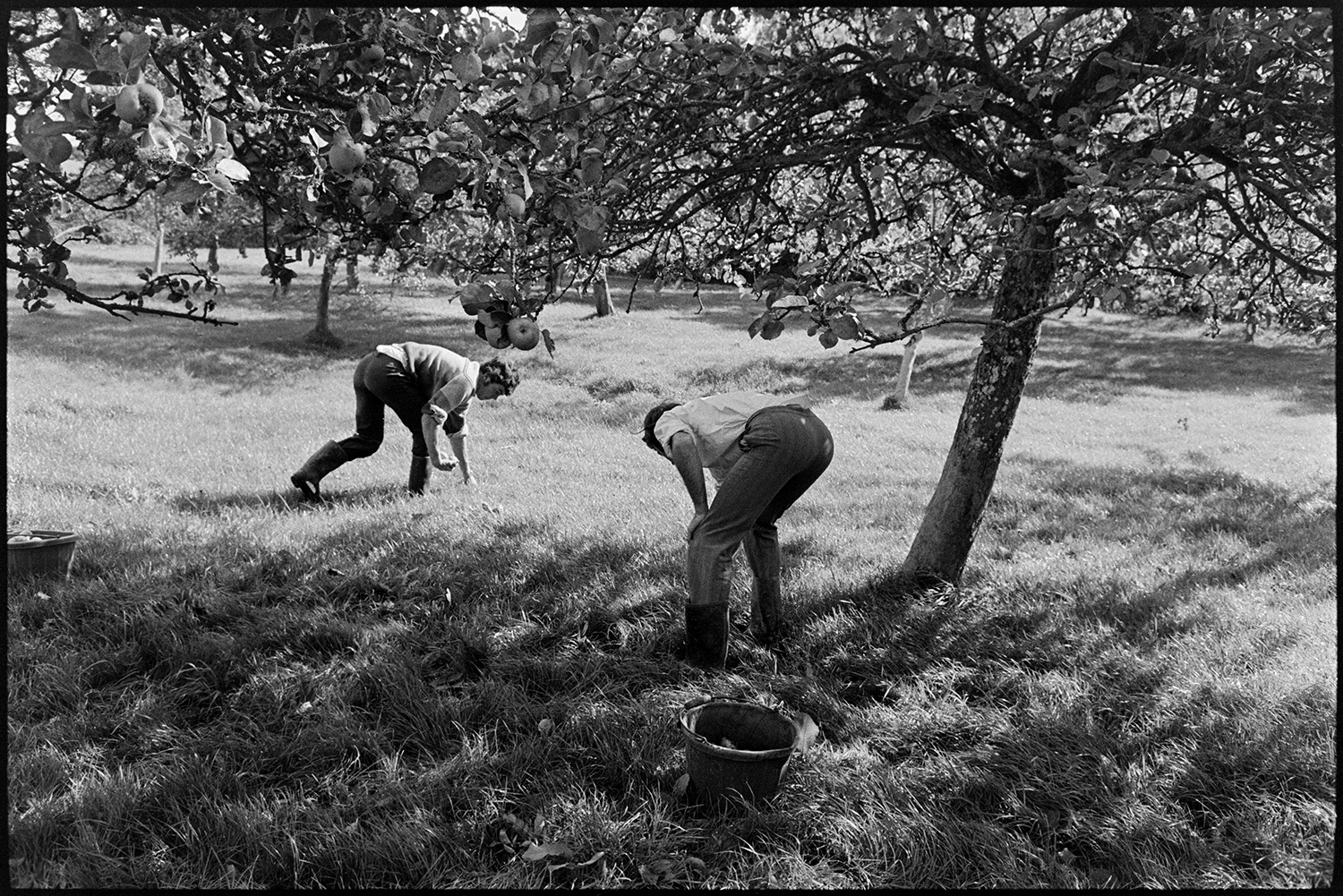 Men picking cider apples. 
[Graham Ward and David Ward picking fallen apples off the ground in a cider orchard at Parsonage, Iddesleigh. A bucket with apples is in the foreground.]