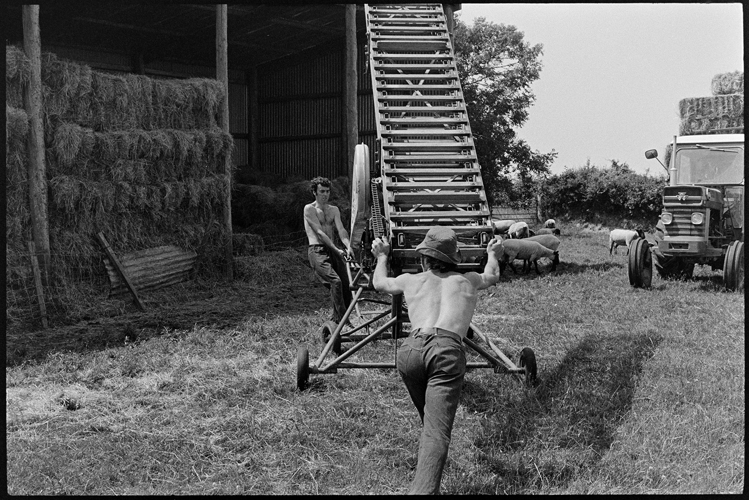 David Ward and Graham Ward moving an elevator by a barn with stacks of hay bales at Parsonage, Iddelseigh. Sheep and a tractor with a trailer full of hay bales can be seen in the background.