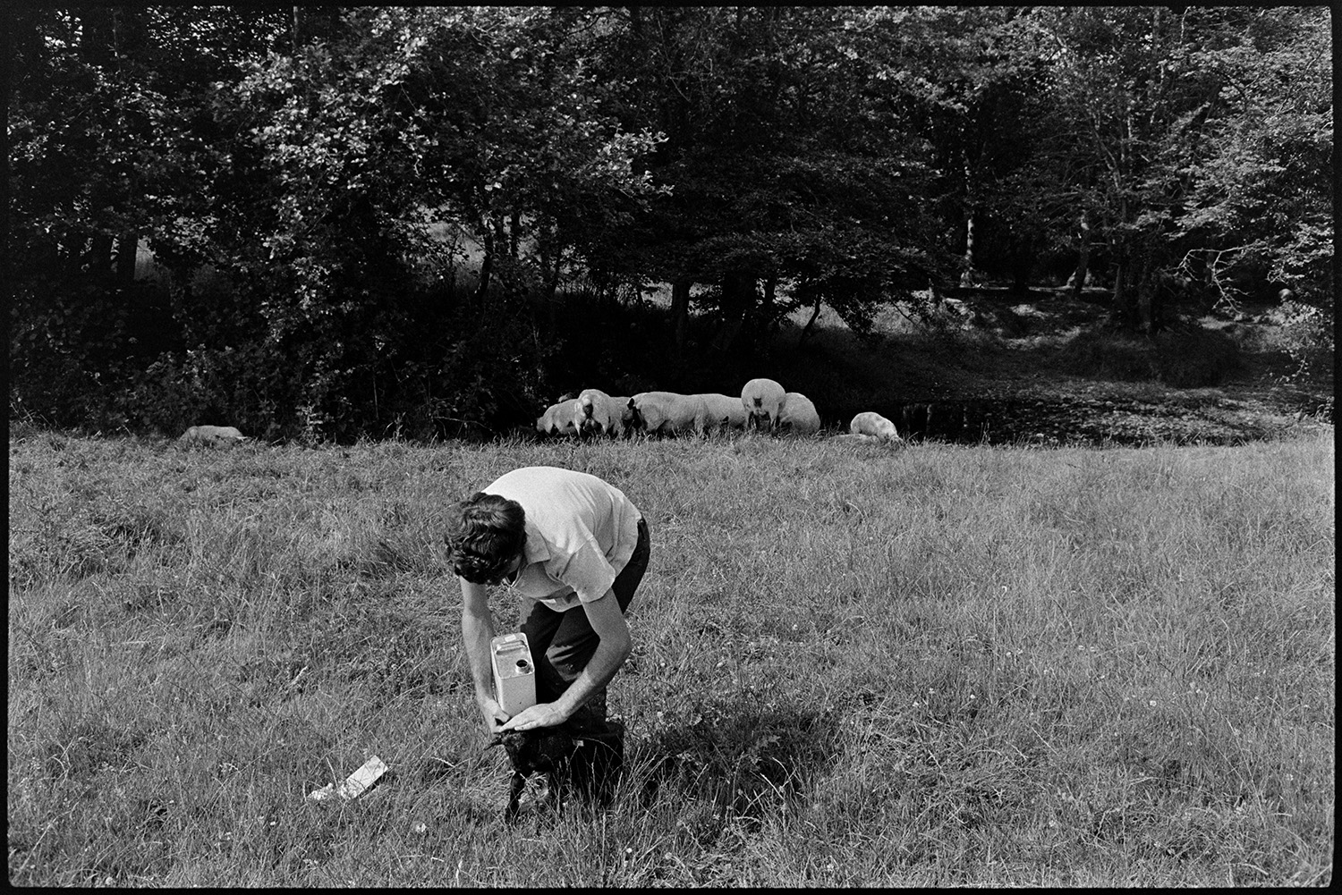 Farmers checking sheep and dosing.
[Graham Ward checking sheep and lambs in a field at Parsonage, Iddesleigh. He is medicating one of the lambs by pouring a liquid over it.]