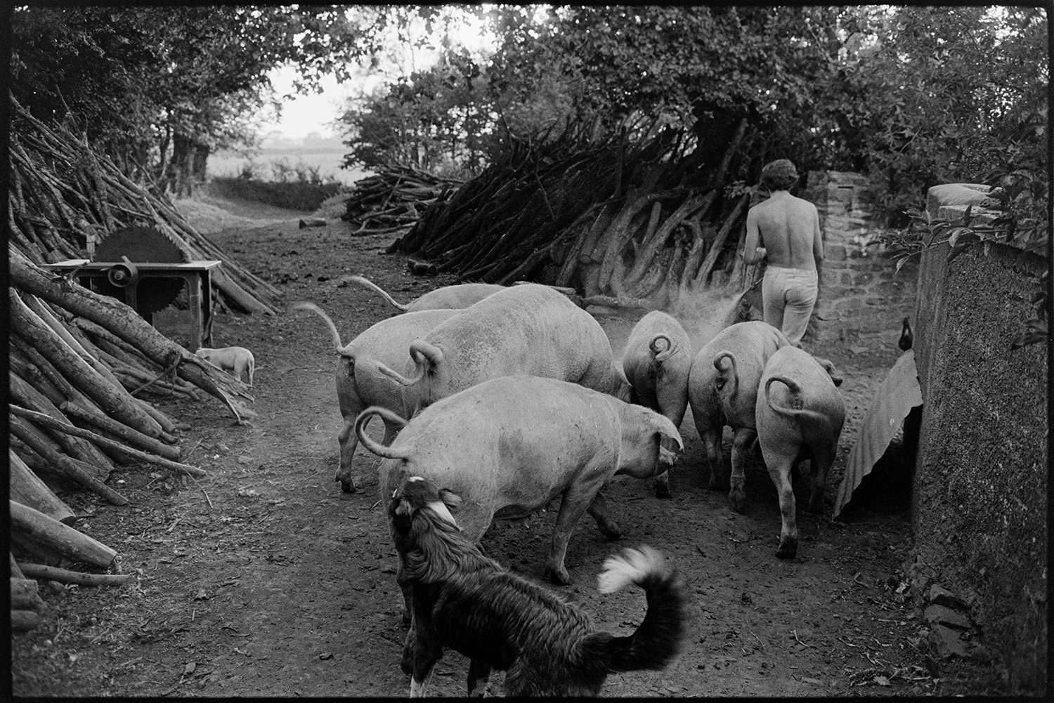 Pigs in lane. 
[A member of the Ward family leading seven pigs down a lane at Parsonage, Iddesleigh. The lane has woodpiles on either side and a circular saw can be seen. A dog is following the pigs in the foreground.]