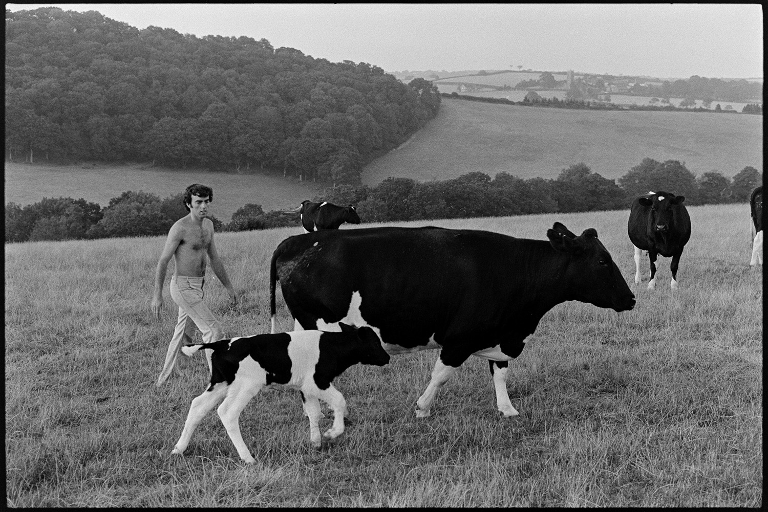 Farmer with cow and calf, wood in background. 
[Graham Ward herding cows and a calf in a field at Parsonage, Iddesleigh. A wood, fields and hedges are visible in the background.