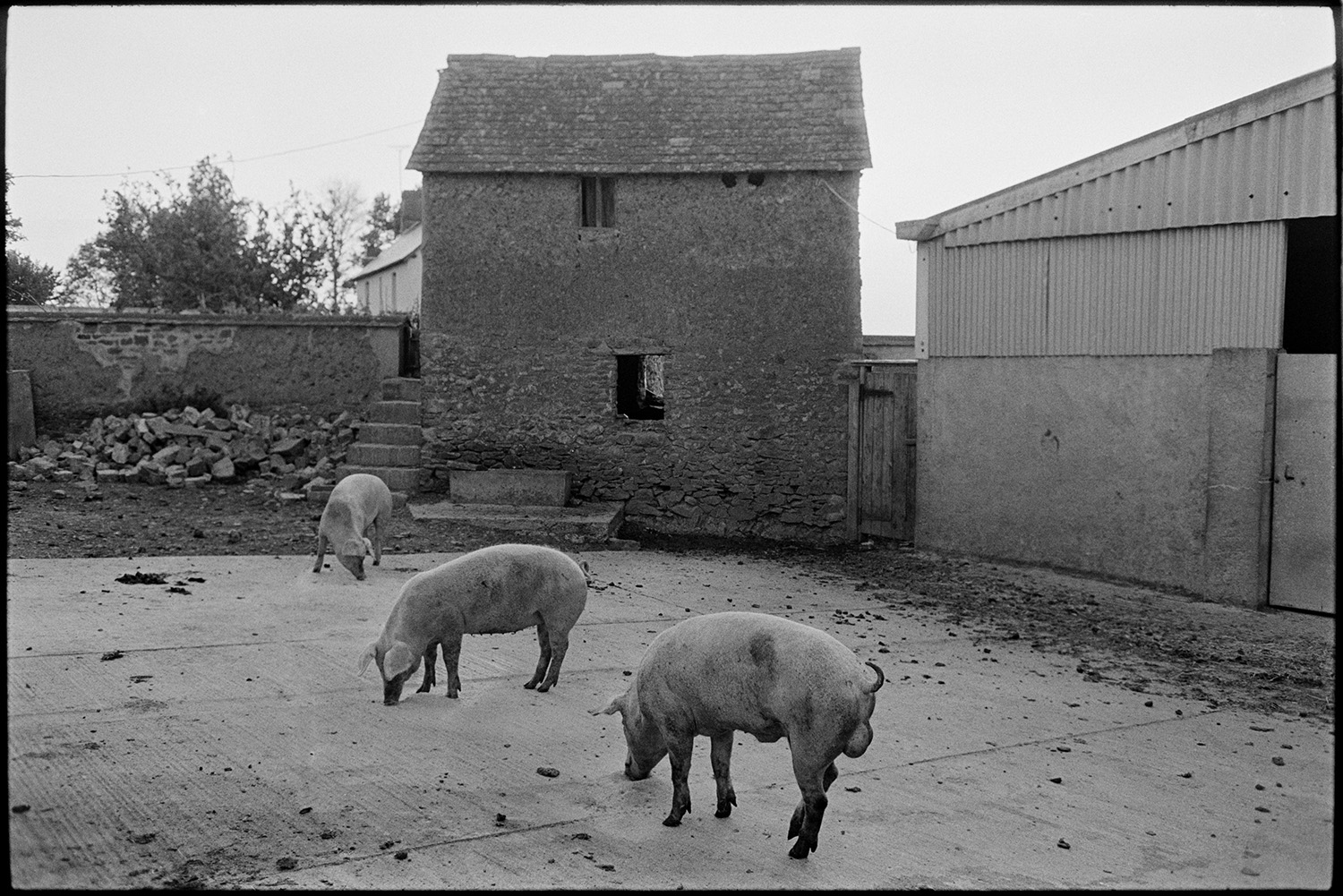 Pigs and cows in farmyard with cob barn. 
[Three pigs in the farmyard at Parsonage, Iddesleigh. A cob, stone and tiled barn can be seen in the background, next to a corrugated iron barn.]