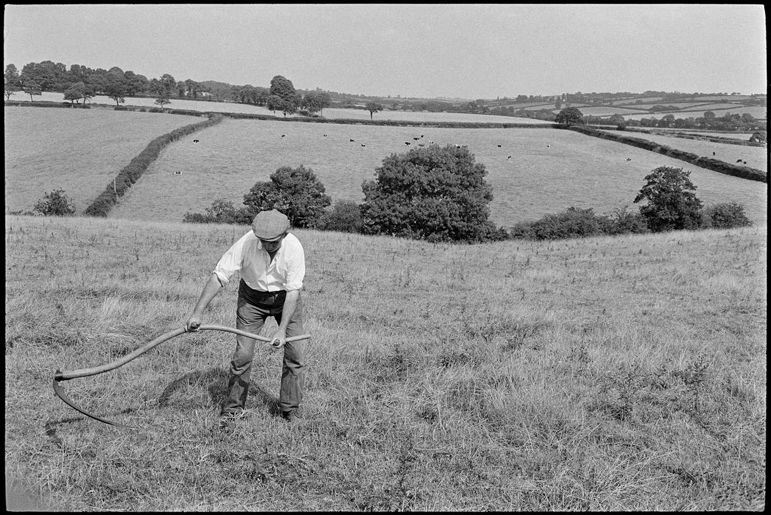 Farmer scything thistles in field during drought. 
[A man using a scythe to cut thistles in a field at Westpark, Iddesleigh during a drought. Livestock can be seen grazing in a field in the background.]