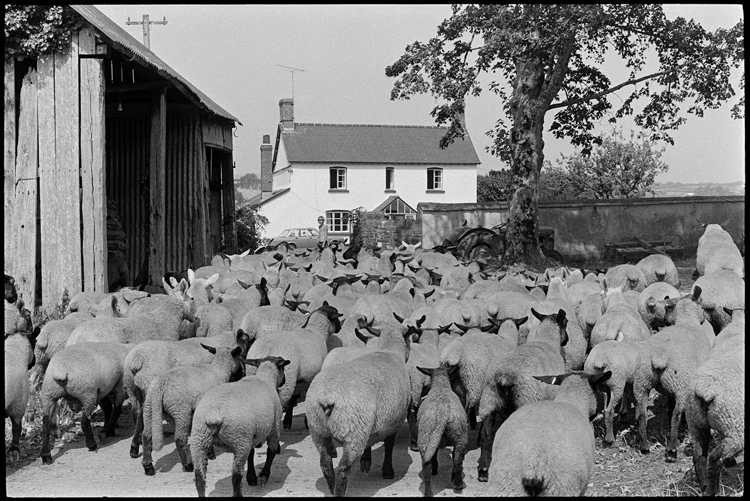 Sheep being driven through farm lanes. 
[A flock of sheep being led by a boy past a barn at Parsonage, Iddesleigh. A house, tree and tractor can also be seen in the background.]