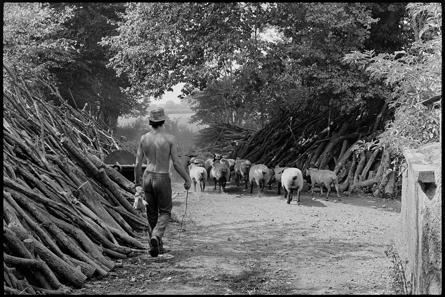Sheep being driven through farm lanes. 
[Graham or David Ward herding a flock of sheep along a lane with woodpiles either side, at Parsonage Iddesleigh. A circular saw is placed between two of the woodpiles.]