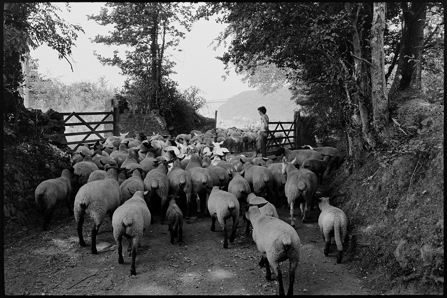 Sheep being driven through farm lanes. 
[Graham or David Ward holding a field gate open to let a flock of sheep into a field from a lane at Parsonage, Iddesleigh.]