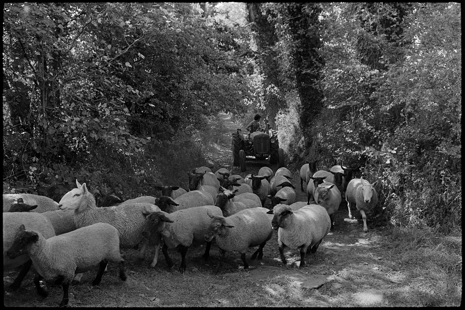 Shepherds dipping and herding sheep. 
[Graham or David Ward herding sheep along a tree lined lane at Parsonage, Iddesleigh, with a tractor.]