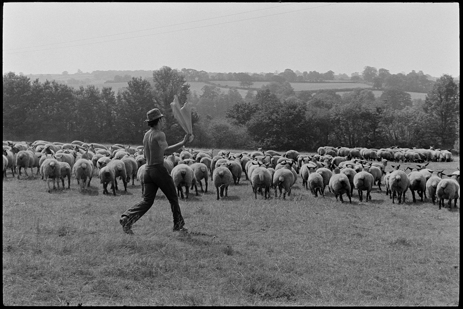 Shepherds dipping & herding sheep. 
[David Ward herding a flock of sheep in a farm at Parsonage, Iddesleigh. He is waving his t-shirt in the air.]