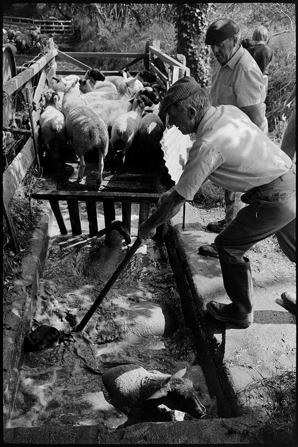 Sheep being dipped. 
[John Ward and another man dipping sheep at Parsonage, Iddesleigh.]