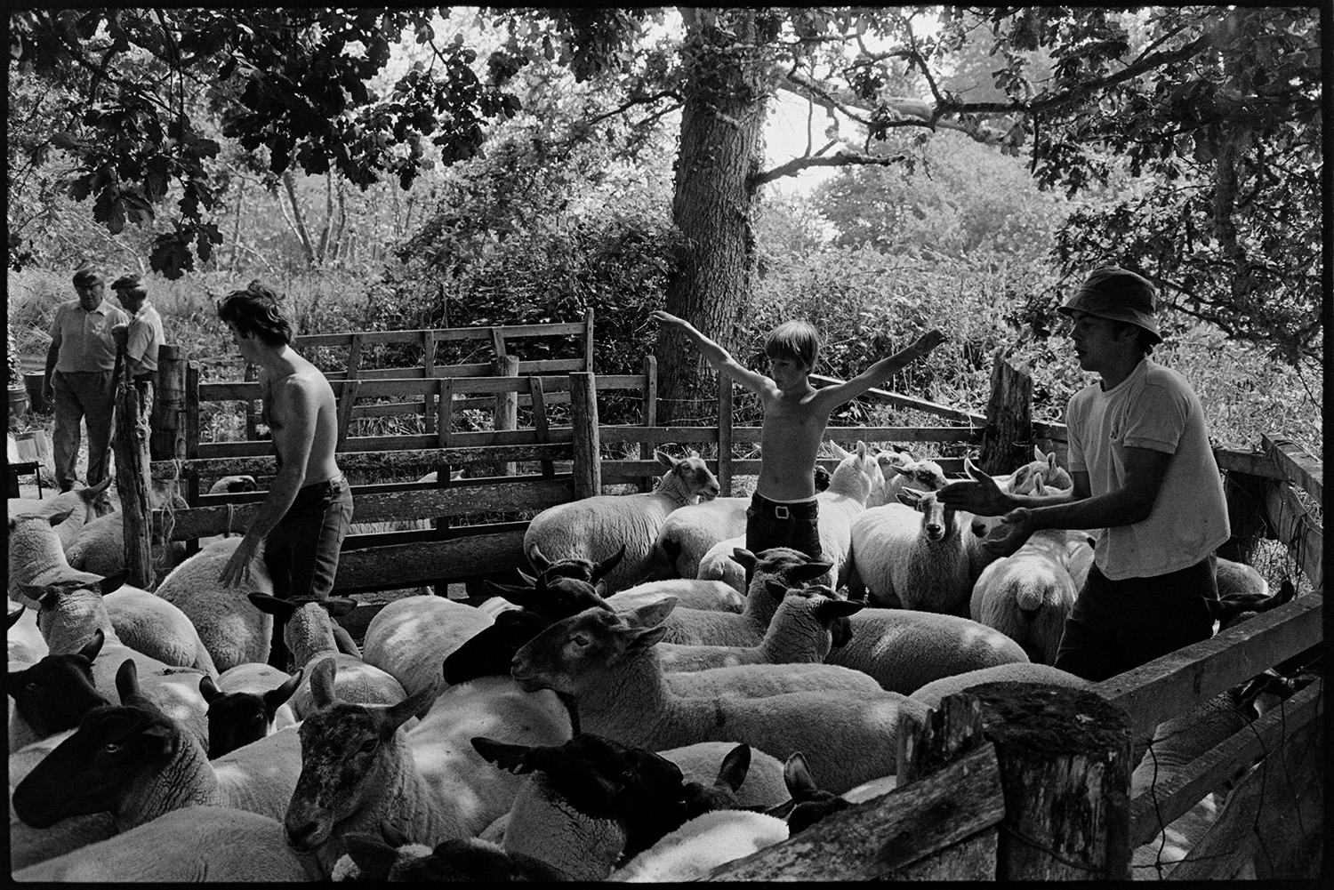 Sheep being dipped. 
[David Ward, Graham Ward and a  boy in a pen of sheep waiting to be dipped. John Ward is talking to another man in the background.]