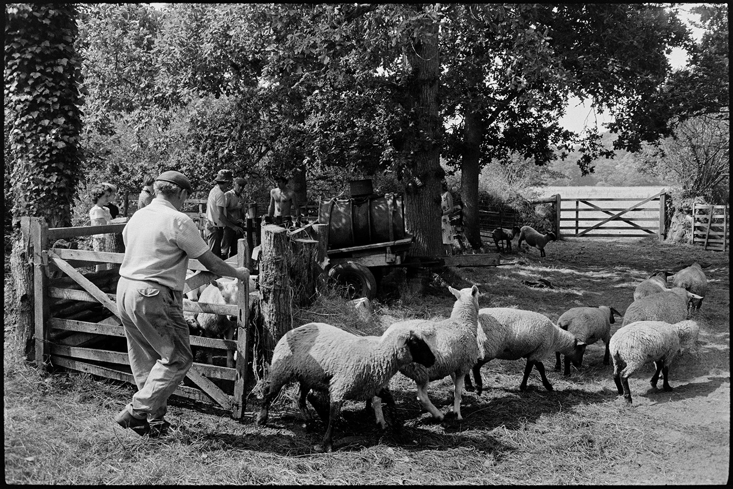 Sheep being dipped. 
[Graham Ward, David Ward, John Ward and other people dipping sheep at Parsonage, Iddesleigh. John Ward is opening a pen to let sheep out after being dipped.]