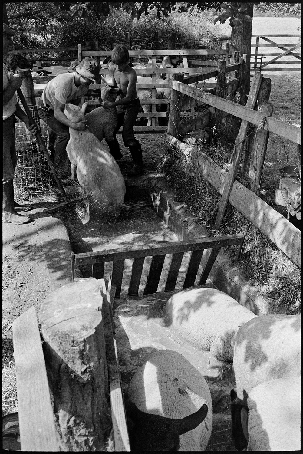 Sheep being dipped. 
[David Ward and a boy helping another man to dip sheep at Parsonage, Iddesleigh.]