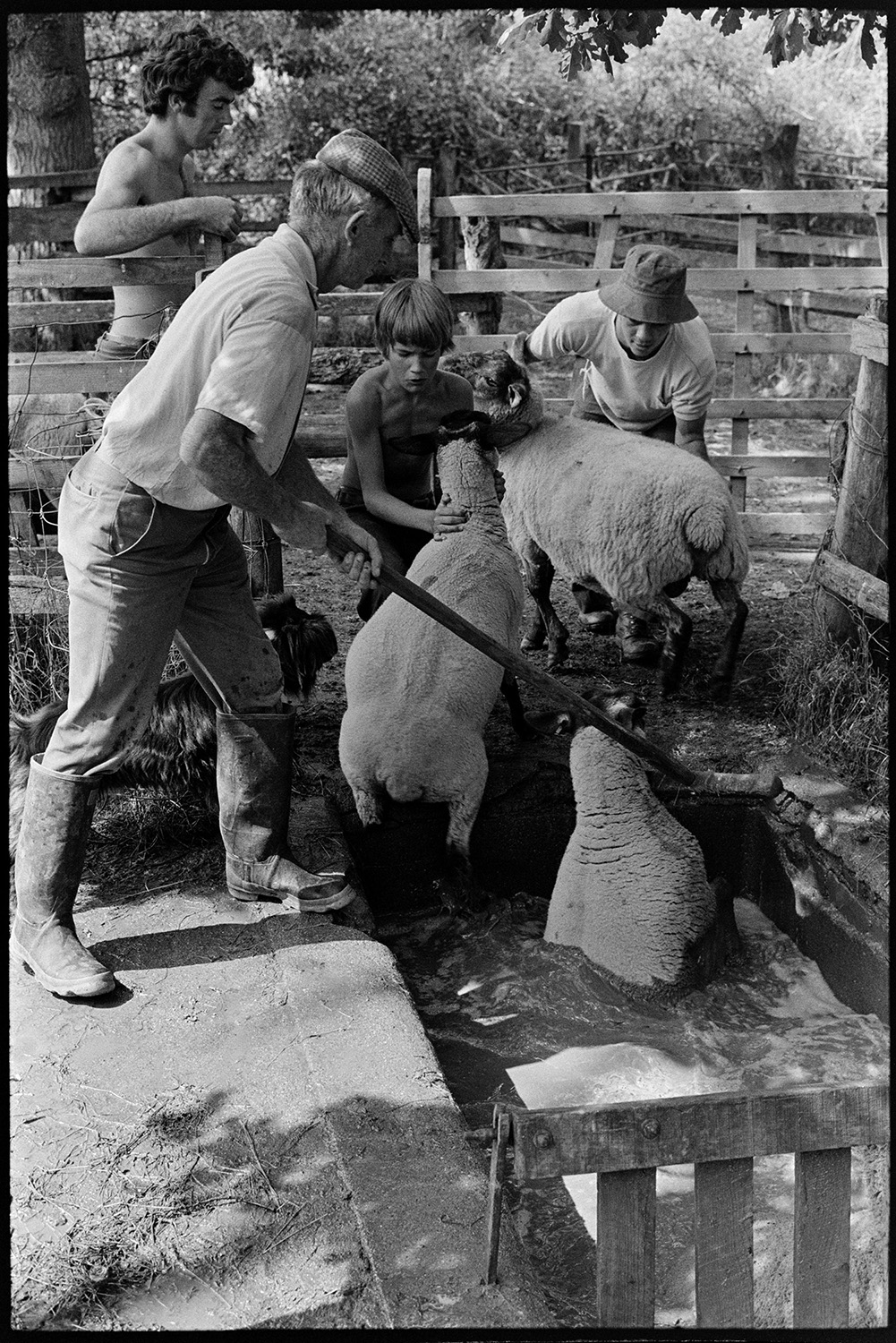 Sheep dipping. 
[Graham Ward, David Ward and a man and boy sheep dipping at Parsonage, Iddesleigh.]