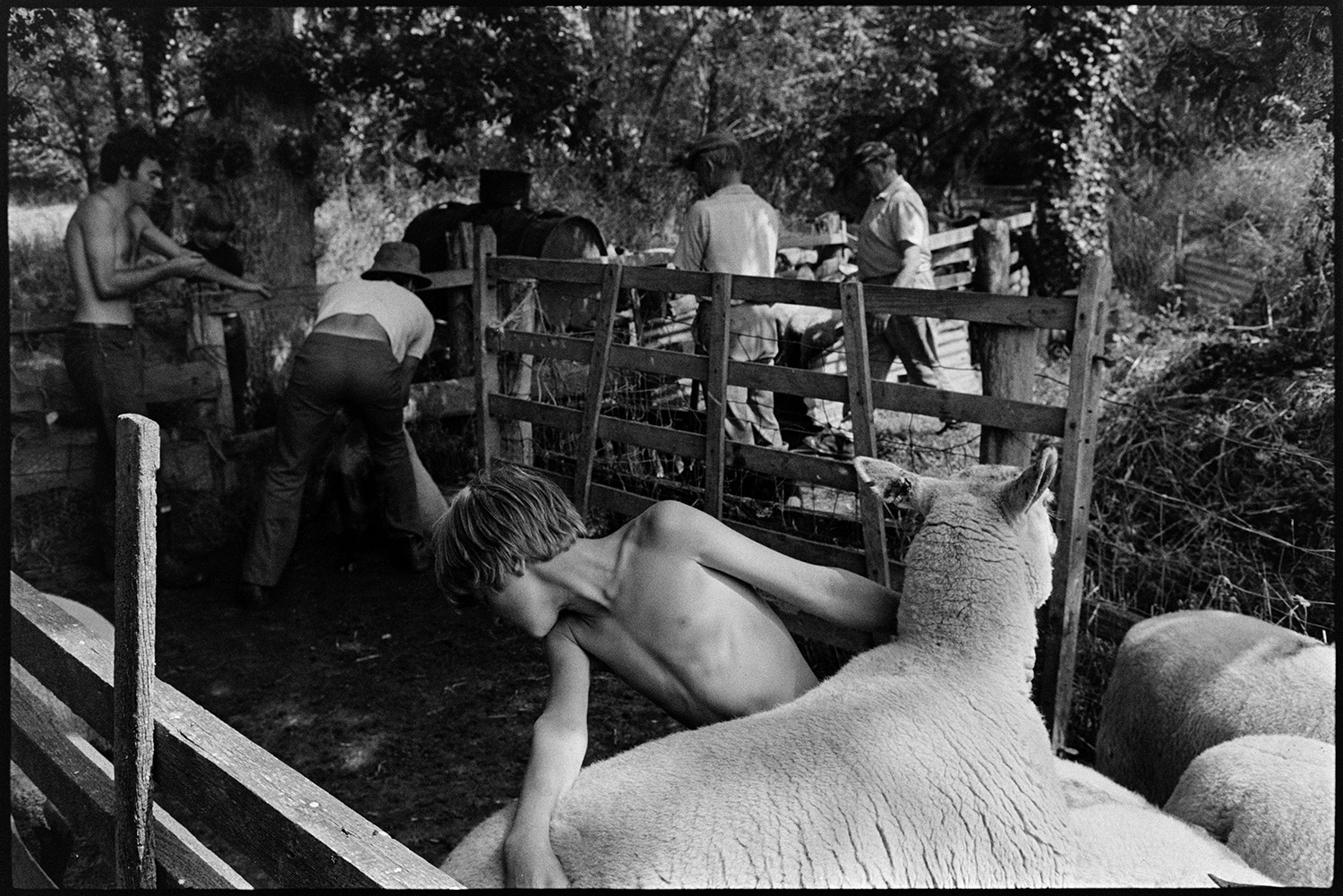 Sheep dipping. 
[A boy moving a sheep to be dipped at Parsonage, Iddesleigh. David Ward, Graham Ward, John Ward and another man are dipping sheep in the background.]